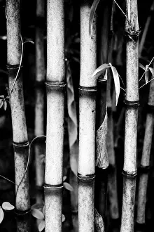 Joints: Bamboo