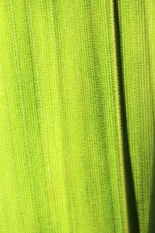 Minute: Bamboo