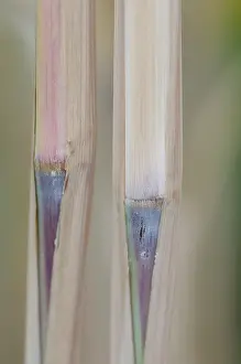 Bambusa: Bamboo