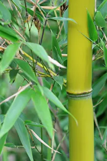 Bambusa: Bamboo