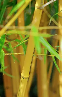 Bambusa: Bamboo
