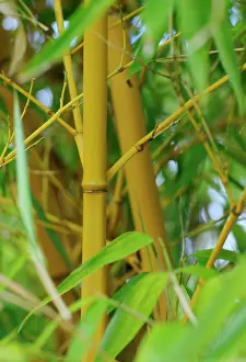 Bambusa: Bamboo