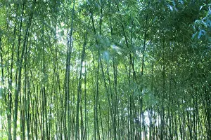 Phyllostachys: Bamboo