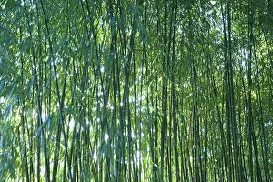 Phyllostachys: Bamboo