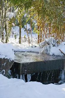 Phyllostachys: Bamboo