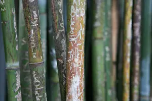 Destroy: Bamboo