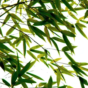 Issues: Bamboo