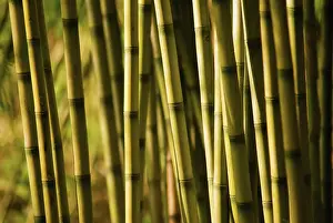 Tough: Bamboo