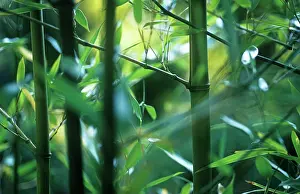 Tough: Bamboo