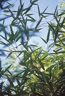 Layers: Bamboo