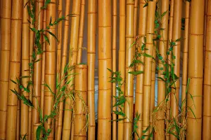 Bamboo: Bamboo