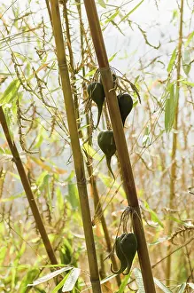 Bangladesh: Bamboo, Bambusa cultivar, Rare bamboo fruit hanging