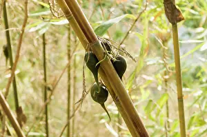 Bangladesh: Bamboo, Bambusa cultivar, Rare bamboo fruit hanging