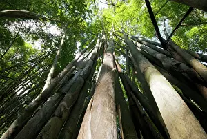 Brian Mcdairmant: Bamboo - Chiang Dao
