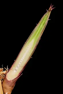 Phyllostachys: Bamboo - cross-section of shoot
