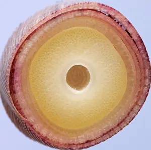Phyllostachys: Bamboo - cross-section of shoot