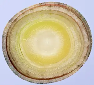 Phyllostachys: Bamboo - cross-section of shoot