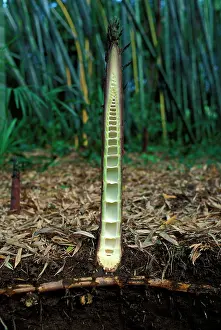 Bamboos: Bamboo - cross section of a shoot emerging from
