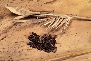 Bamboos: Bamboo - dry flowers and seeds