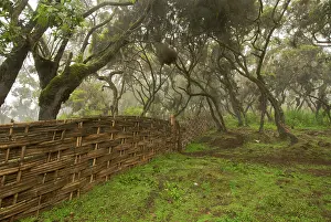 Michele Menegon: Bamboo fence in Harenna forest