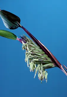 Bamboos: Bamboo flowers