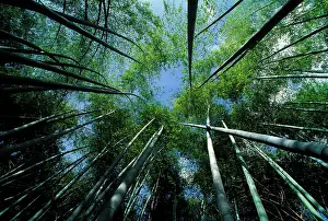 Phyllostachys: Bamboo Forest - from below