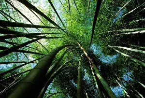 Phyllostachys: Bamboo - forest from below