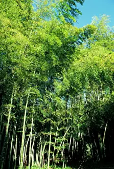 Phyllostachys: Bamboo - forest
