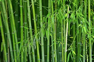 Packed: Bamboo - forest with densely packed stipes with