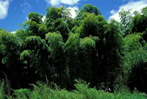 Bamboos: Bamboo Forest, La Bambouseraie', Anduze, France