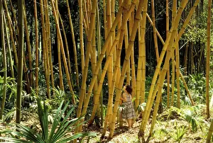 Phyllostachys: Bamboo Forest - with young girl in. La Bambouseraie'