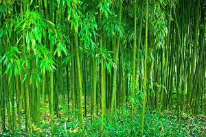 Bamboo: Bamboo Garden
