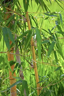 Connie: Bamboo, Giao Thien Commune, Red River Delta