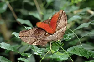 Heliconian: Bamboo and Julia Heliconian butterfly (Dryas julia)