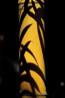 Bamboos: Bamboo - leavesI shadow on a stubble