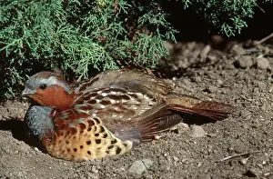 Partridges: Bamboo Partridge