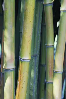 Resource: Bamboo, Phyllostachys aureosulcata, Yellow subject