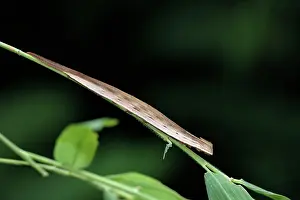 Polyxena: Bamboo / Purple Mort-Blue Butterfly - caterpillar