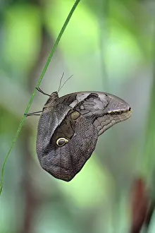 Polyxena: Bamboo / Purple Mort-Blue Butterfly - resting on