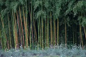 Pyrethrum: Bamboo - and Pyrethrum Daisies