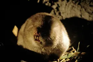 Keith & Liz Laidler: BAMBOO RAT - C/U HEAD
