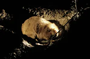 Tunnels: BAMBOO RAT - IN TUNNEL