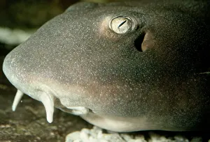 Shark: Bamboo Shark sp - Showing skin teeth dermal denticles
