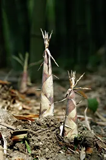 Bamboos: Bamboo - shoots