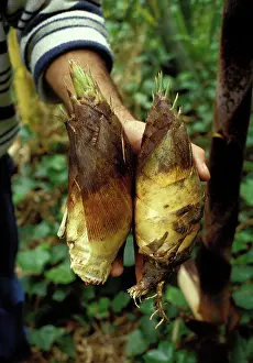 Phyllostachys: Bamboo - shoots for consumption