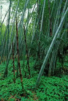 Phyllostachys: Bamboo - shoots emerging from the ground