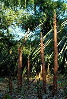 Phyllostachys: Bamboo - shoots emerging from the ground
