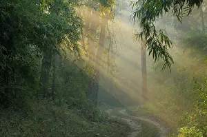 Madhya: Bamboo spec