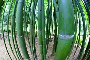 Bamboos: Bamboo stems - Trebah Garden