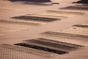 Sticks: Bamboo sticks in the seaweed farm at sunrise
